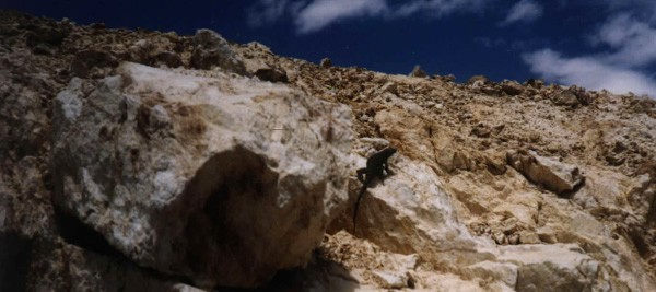 a lizard at Stone Mountain Mine
